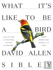 What It'S Like To Be A Bird