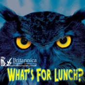 What'S For Lunch?