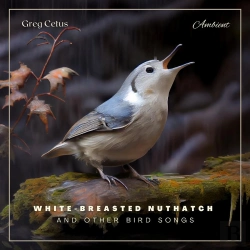 Bertrand.pt - White-Breasted Nuthatch And Other Bird Songs