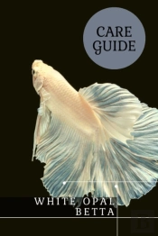 White Opal Betta