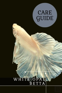 Bertrand.pt - White Opal Betta