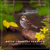 White-Throated Sparrow And River Stream Trickle