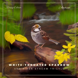 Bertrand.pt - White-Throated Sparrow And River Stream Trickle