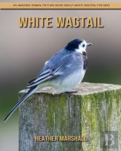 White Wagtail
