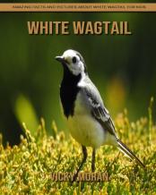 White Wagtail