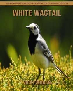 Bertrand.pt - White Wagtail