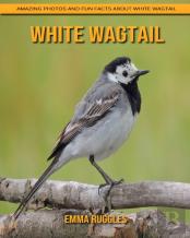 White Wagtail