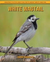 White Wagtail