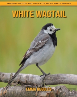 Bertrand.pt - White Wagtail