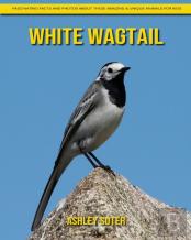 White Wagtail