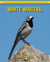 White Wagtail
