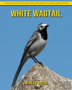 Bertrand.pt - White Wagtail