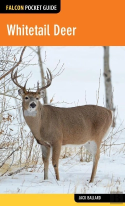 Bertrand.pt - Whitetail Deer