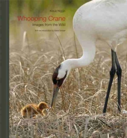 Bertrand.pt - Whooping Crane