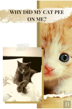Bertrand.pt - Why Did My Cat Pee On Me