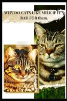 Why Do Cats Like Milk If It'S Bad For ThãÂµM.