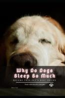 Why Do Dogs Sleep So Much