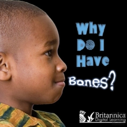 Bertrand.pt - Why Do I Have Bones?