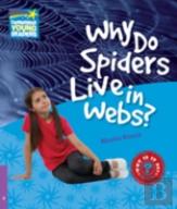 Why Do Spiders Live In Webs Level 4 Fact