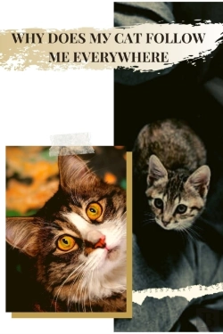 Bertrand.pt - Why Does MУ Cat Follow Me Everywhere