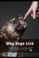 Why Dogs Lick