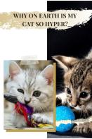 Why ОN Earth іS MУ Cat So Hyper