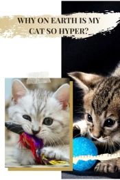 Why ОN Earth іS MУ Cat So Hyper