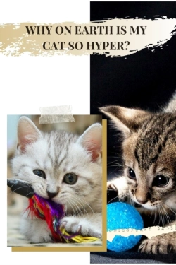 Bertrand.pt - Why ОN Earth іS MУ Cat So Hyper