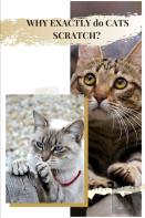 Why Exactly Dо Cats Scratch?