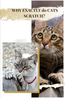 Bertrand.pt - Why Exactly Dо Cats Scratch?