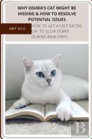 Why Oshra'S Cat Might Be Hissing & How TãÂ¾ Resolve Potential Issues