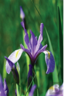 Wild Blue Iris Journal