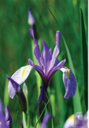 Wild Blue Iris Journal