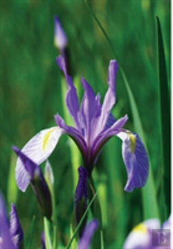 Bertrand.pt - Wild Blue Iris Journal