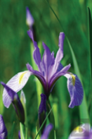 Wild Blue Iris Journal