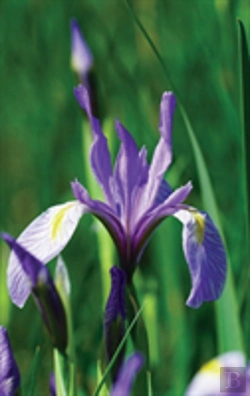Bertrand.pt - Wild Blue Iris Journal