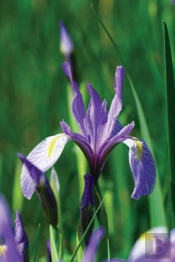 Wild Blue Iris Journal