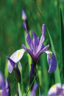 Bertrand.pt - Wild Blue Iris Journal