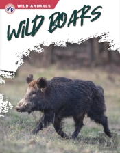 Wild Boars