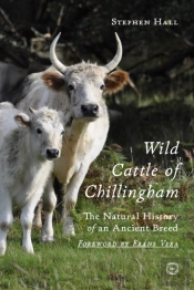 Wild Cattle Of Chillingham