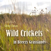Wild Crickets In Breezy Grasslands