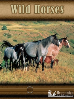 Bertrand.pt - Wild Horses