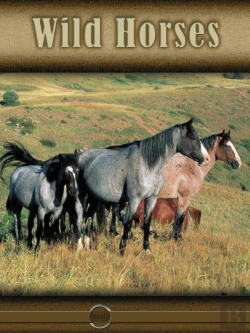 Bertrand.pt - Wild Horses