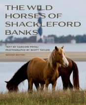 Wild Horses Of Shackleford Banks