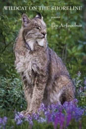 Wildcat On The Shoreline