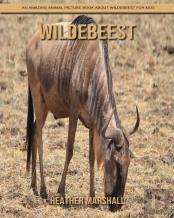 Wildebeest