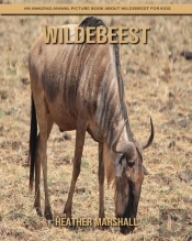 Wildebeest