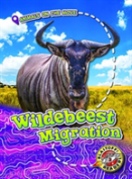 Wildebeest Migration