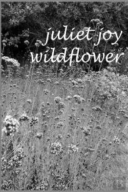 Bertrand.pt - Wildflower