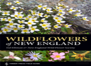 Wildflowers Of New England